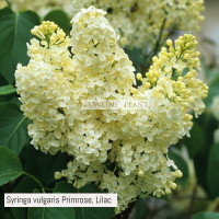 Syringa vulgaris Primrose, Lilac
